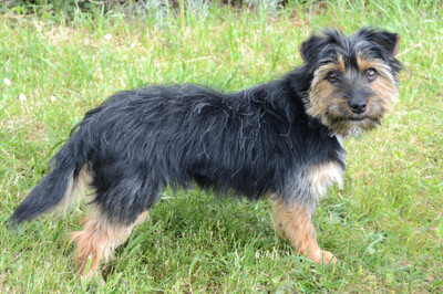 Elza, Yorki-Mix - Hündin