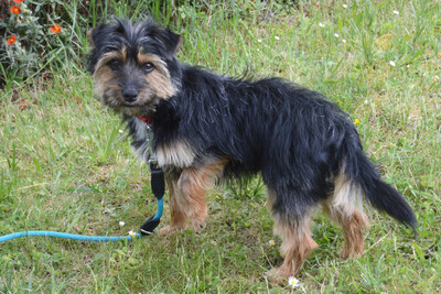 Elza, Yorki-Mix - Hündin
