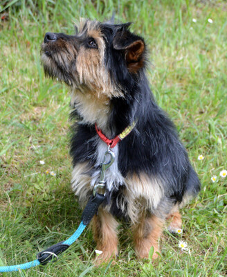 Elza, Yorki-Mix - Hündin