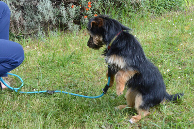 Elza, Yorki-Mix - Hündin