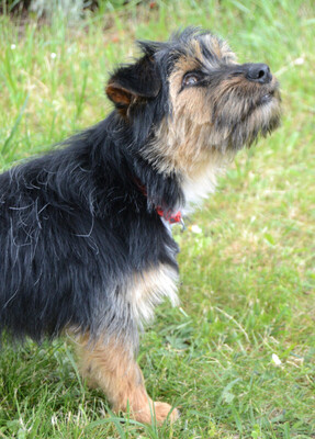 Elza, Yorki-Mix - Hündin
