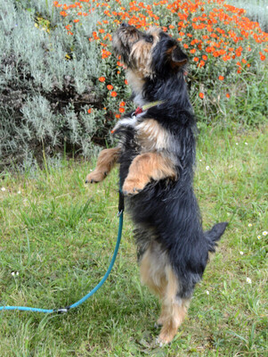 Elza, Yorki-Mix - Hündin