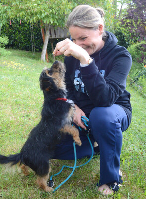 Elza, Yorki-Mix - Hündin