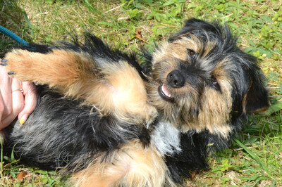 Elza, Yorki-Mix - Hündin