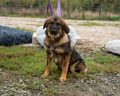 Embra sucht liebevolle Familie..., Mischling - Hündin