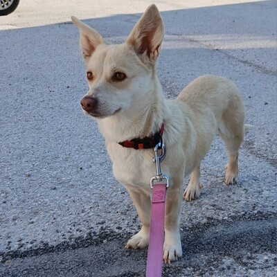 Emelia - freundlich & unfassbar liebevoll 💕, Mischling - Hündin