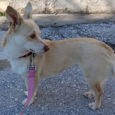 Emelia - freundlich & unfassbar liebevoll 💕, Mischling - Hündin