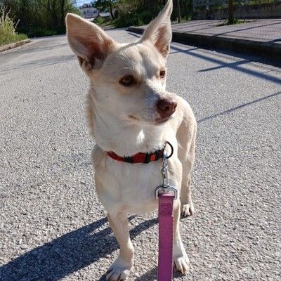 Emelia - freundlich & unfassbar liebevoll 💕, Mischling - Hündin