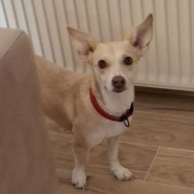 Emelia - freundlich & unfassbar liebevoll 💕/ Reserviert, Mischling - Hündin