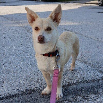 Emelia - freundlich & unfassbar liebevoll 💕/ Vorgemerkt, Mischling - Hündin