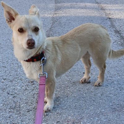 Emelia - freundlich & unfassbar liebevoll 💕/ Vorgemerkt, Mischling - Hündin