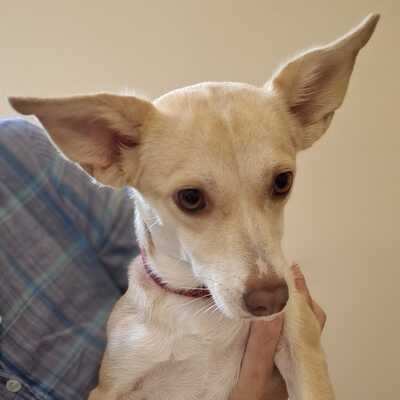 Emelia - freundlich & unfassbar liebevoll 💕/ Vorgemerkt, Mischling - Hündin