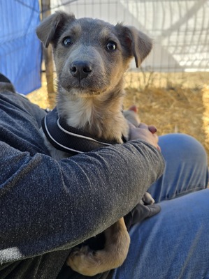 Emil, Mix - Rüde