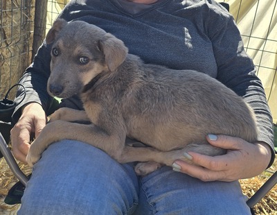 Emil, Mix - Rüde