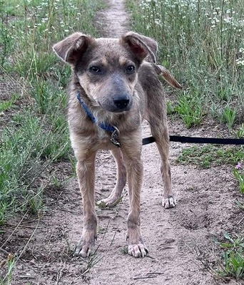 Emil, Mix - Rüde
