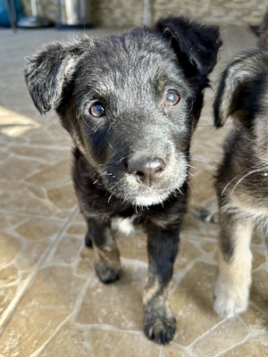 Emil und seine drei Schwestern suchen ihr großes Glück
