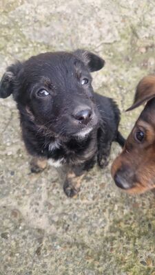 Emil und seine drei Schwestern suchen ihr großes Glück, Mischling Welpen - Rüde