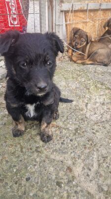 Emil und seine drei Schwestern suchen ihr großes Glück, Mischling Welpen - Rüde