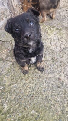 Emil und seine drei Schwestern suchen ihr großes Glück, Mischling Welpen - Rüde