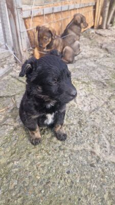 Emil und seine drei Schwestern suchen ihr großes Glück, Mischling Welpen - Rüde