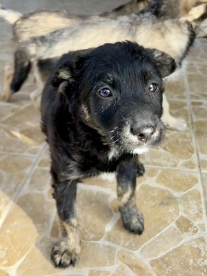 Emil und seine drei Schwestern suchen ihr großes Glück, Mischling Welpen - Rüde