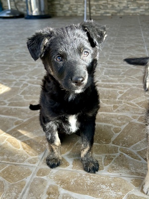 Emil und seine drei Schwestern suchen ihr großes Glück, Mischling Welpen - Rüde