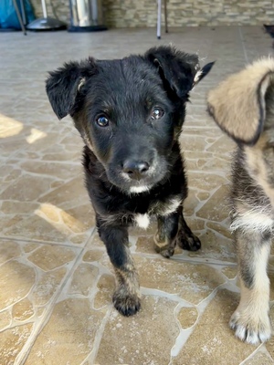 Emil und seine drei Schwestern suchen ihr großes Glück, Mischling Welpen - Rüde