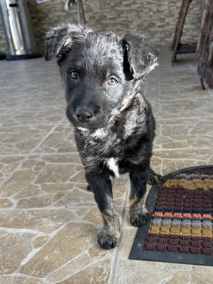 Emil und seine drei Schwestern suchen ihr großes Glück, Mischling Welpen - Rüde