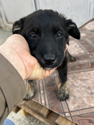 Emil und seine drei Schwestern suchen ihr großes Glück, Mischling Welpen - Rüde