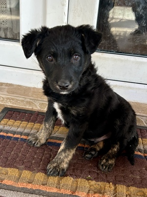 Emil und seine drei Schwestern suchen ihr großes Glück, Mischling Welpen - Rüde