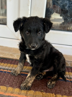 Emil und seine drei Schwestern suchen ihr großes Glück, Mischling Welpen - Rüde