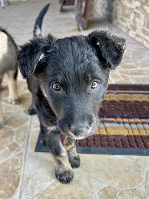 Emil und seine drei Schwestern suchen ihr großes Glück, Mischling Welpen - Rüde