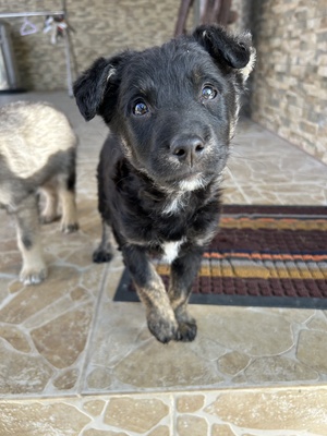 Emil und seine drei Schwestern suchen ihr großes Glück, Mischling Welpen - Rüde