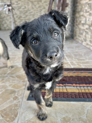 Emil und seine drei Schwestern suchen ihr großes Glück, Mischling Welpen - Rüde