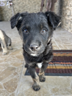 Emil und seine drei Schwestern suchen ihr großes Glück, Mischling Welpen - Rüde