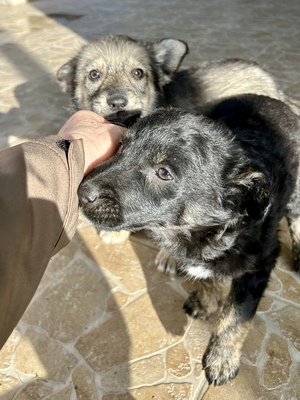 Emil und seine drei Schwestern suchen ihr großes Glück, Mischling Welpen - Rüde