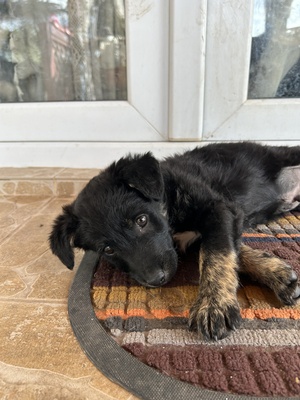 Emil und seine drei Schwestern suchen ihr großes Glück, Mischling Welpen - Rüde