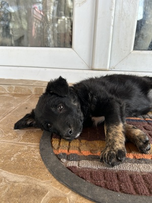 Emil und seine drei Schwestern suchen ihr großes Glück, Mischling Welpen - Rüde