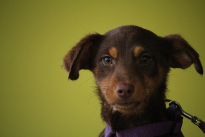 Emilia, Mischling Welpen - Hündin