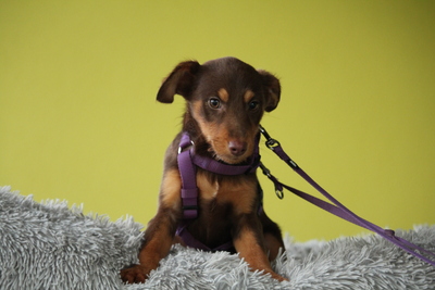 Emilia, Mischling Welpen - Hündin