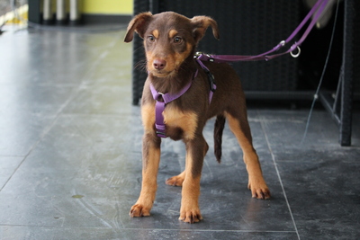 Emilia, Mischling Welpen - Hündin