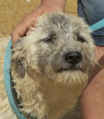 Emilia, Spanischer Wasserhund Mix - Hündin