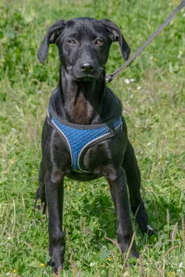 Emilia – ein liebenswerter Teenager, Mischling - Hündin
