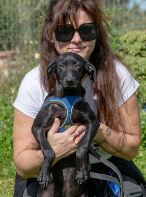 Emilia – ein liebenswerter Teenager, Mischling - Hündin