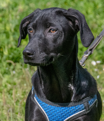 Emilia – ein liebenswerter Teenager, Mischling - Hündin