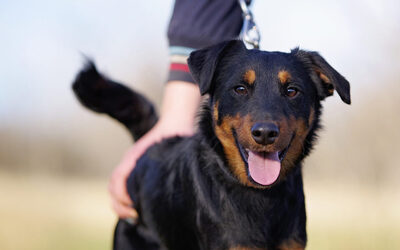 Emilio, Terrier Mischling Welpen - Rüde