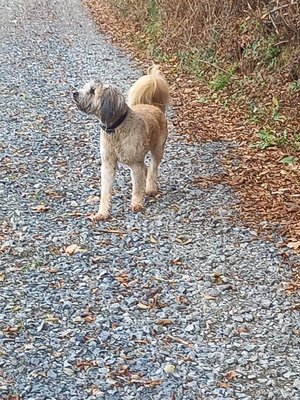 Emiljano, Tibet Terrier und ? - Rüde