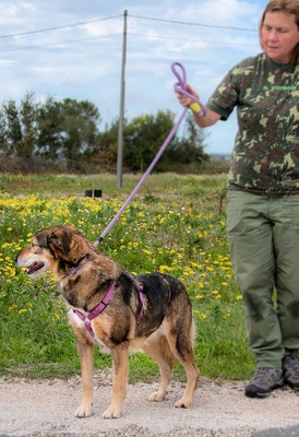 Emily - eine Hündin mit stiller Stärke, Mischling - Hündin