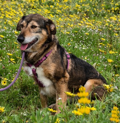 Emily - eine Hündin mit stiller Stärke, Mischling - Hündin