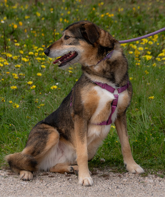 Emily - eine ängstliche Seele sucht nach Geborgenheit, Mischling - Hündin